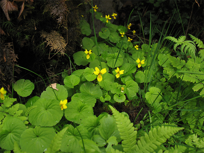 Изображение особи Viola biflora.