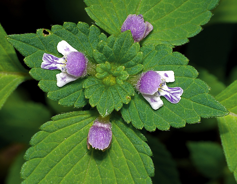 Изображение особи Galeopsis bifida.