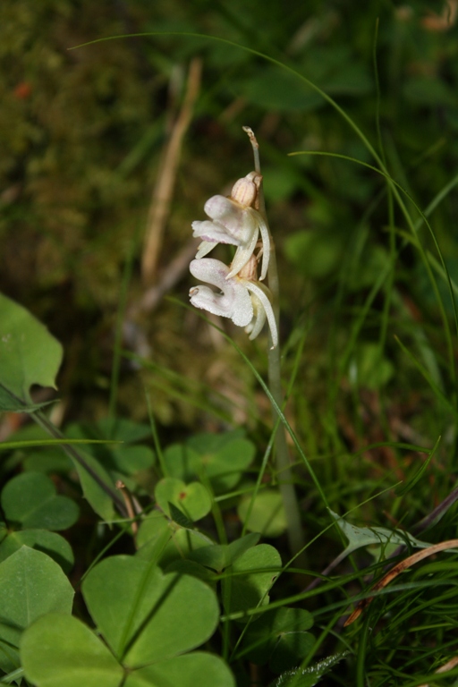 Image of Epipogium aphyllum specimen.