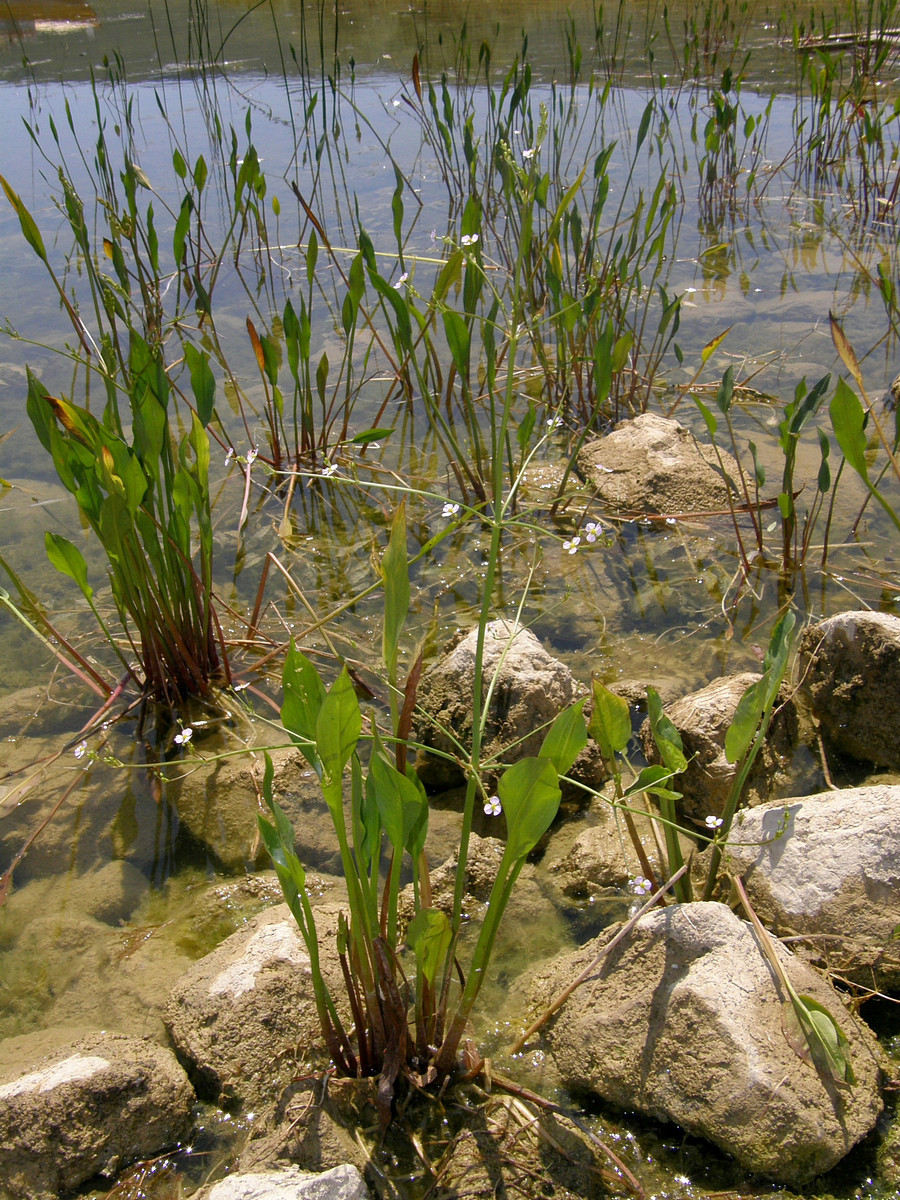 Изображение особи Alisma lanceolatum.