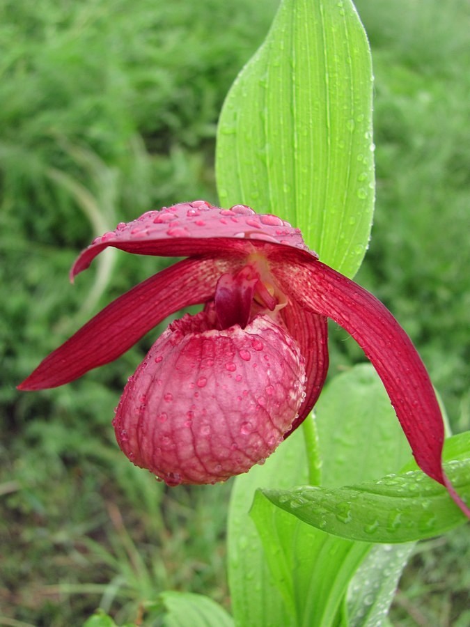 Image of Cypripedium &times; ventricosum specimen.
