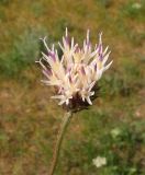 Jurinea suffruticosa