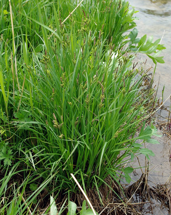 Изображение особи Carex orbicularis.