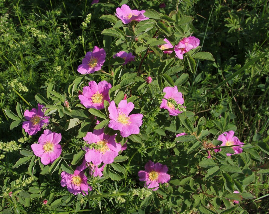 Image of Rosa cinnamomea specimen.