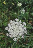 Daucus carota. Соцветие. Словакия, Кошицкий край, район Рожнява, луг. 31.07.2011.