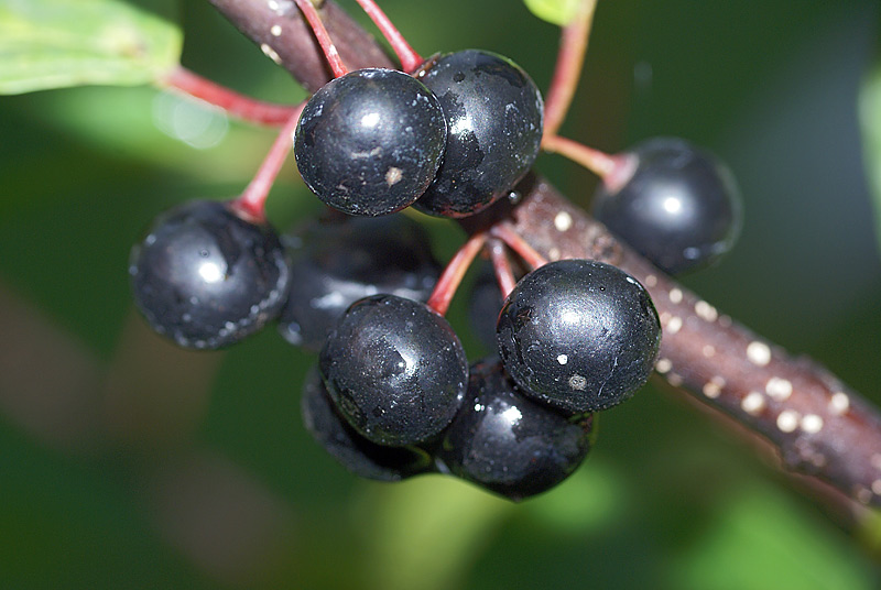 Изображение особи Rhamnus cathartica.