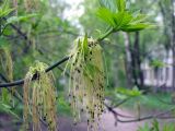 Acer negundo. Веточка с соцветиями. Петергоф, парк \"Александрия\". Май 2009 г.