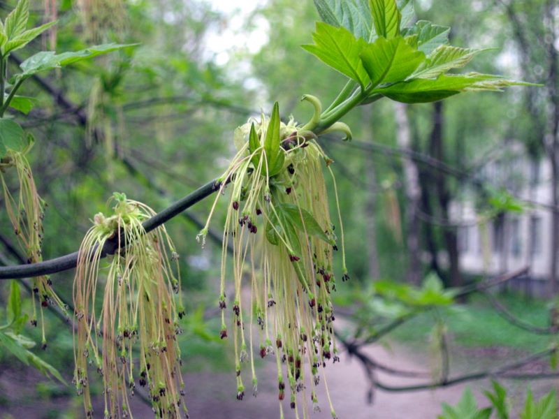 Image of Acer negundo specimen.