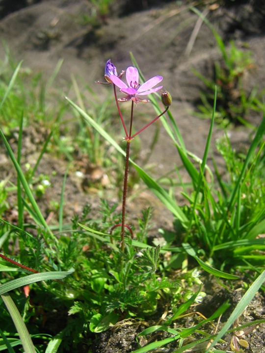 Изображение особи Erodium cicutarium.