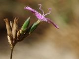 Dianthus strictus