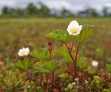 Rubus chamaemorus