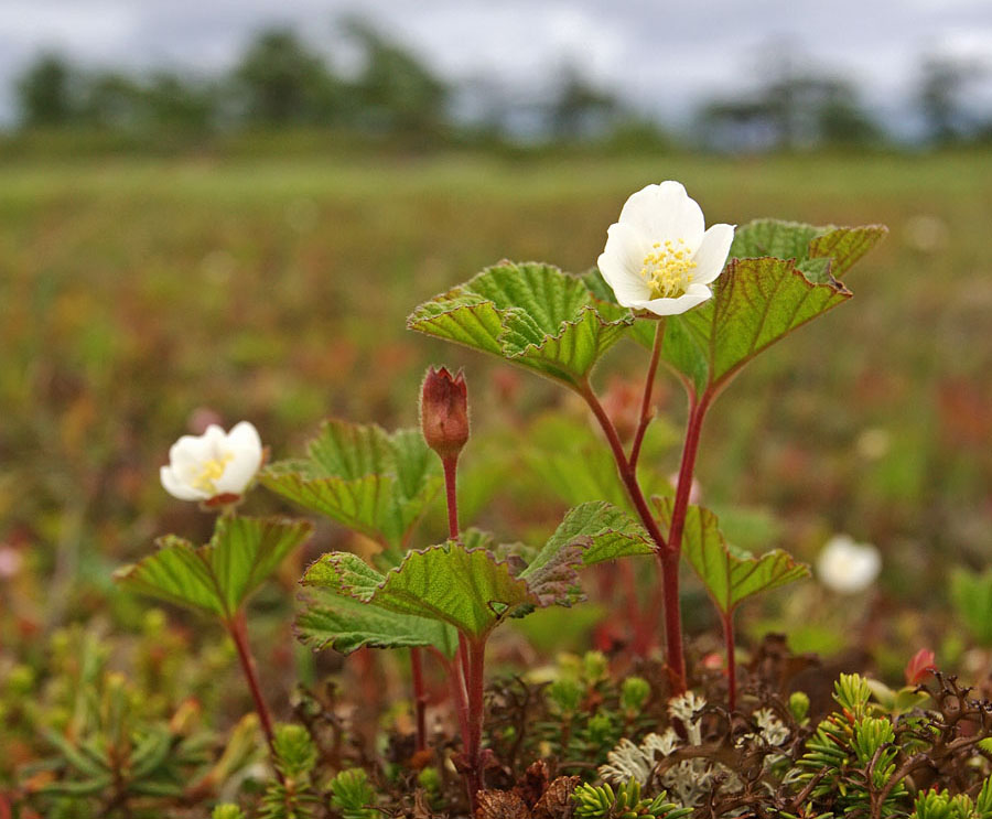 Изображение особи Rubus chamaemorus.