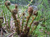 Dryopteris expansa. Молодые разворачивающиеся вайи. Костромская обл., заповедник \"Кологривский лес\", участок коренных ельников, пойма ручья. 29 мая 2011 г.