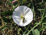 Convolvulus arvensis