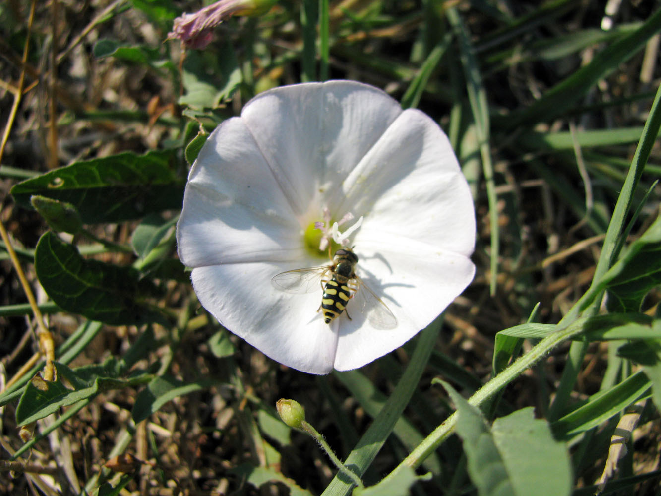 Изображение особи Convolvulus arvensis.