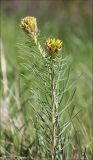 Asphodeline lutea. Побеги с распускающимися соцветиями. Черноморское побережье, Геленджик, севернее п. Кабардинка, у берега моря. 23 апреля 2012 г.