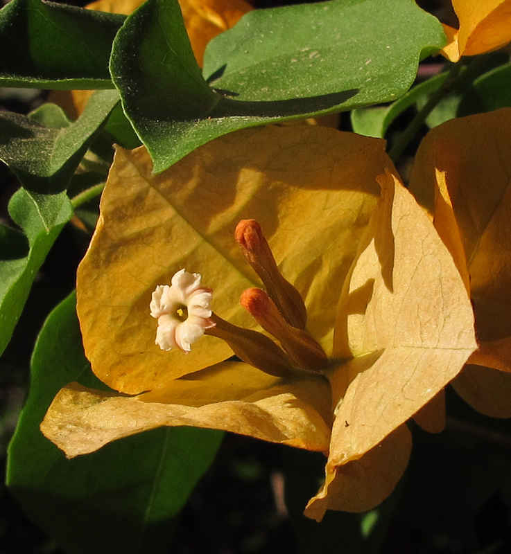 Изображение особи род Bougainvillea.