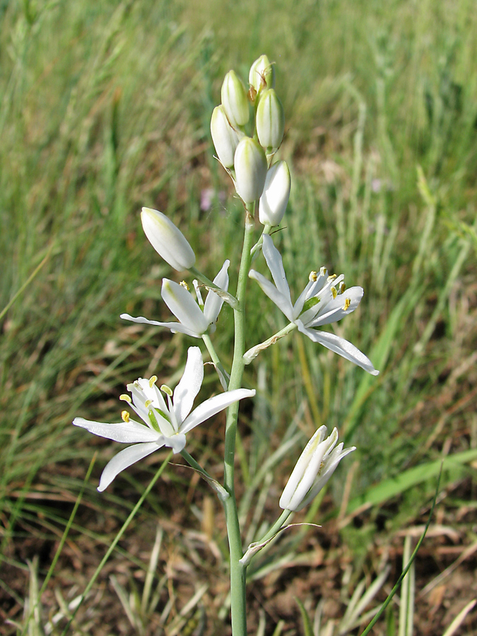 Image of Ornithogalum fischerianum specimen.