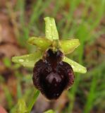 Ophrys sphegodes подвид passionis. Цветок. Испания, Страна Басков, провинция Алаба, Гарайо, берег водохранилища. Середина мая 2012 г.