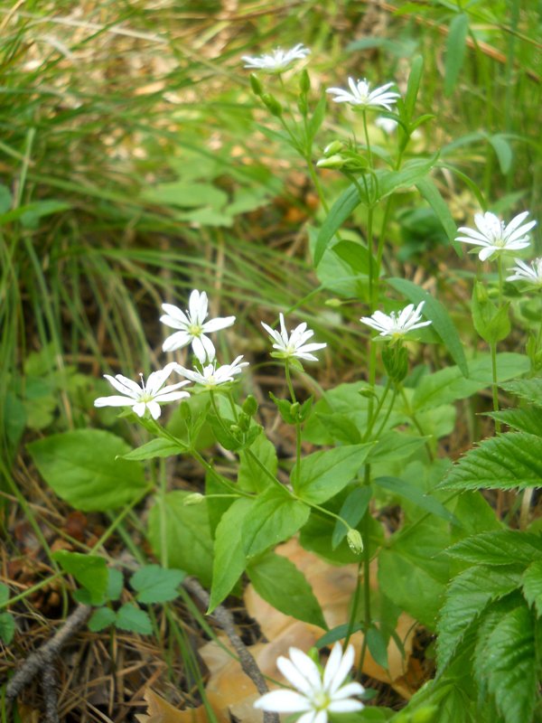 Image of Stellaria bungeana specimen.