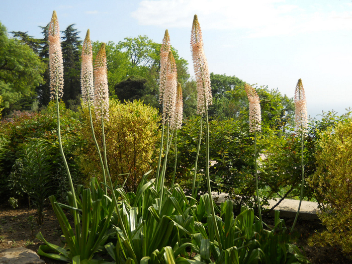 Изображение особи Eremurus aitchisonii.