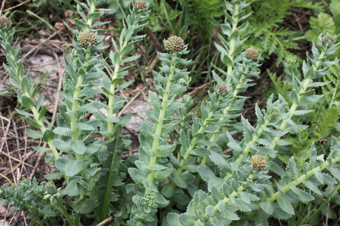 Изображение особи Rhodiola heterodonta.