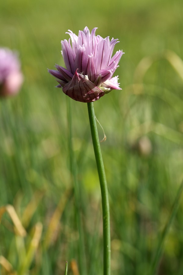 Изображение особи Allium schoenoprasum.
