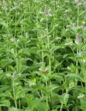 Mentha longifolia