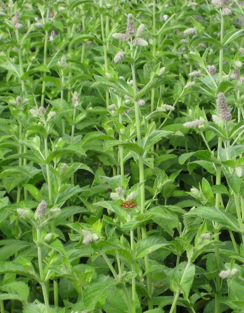 Изображение особи Mentha longifolia.