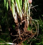 Iris ruthenica