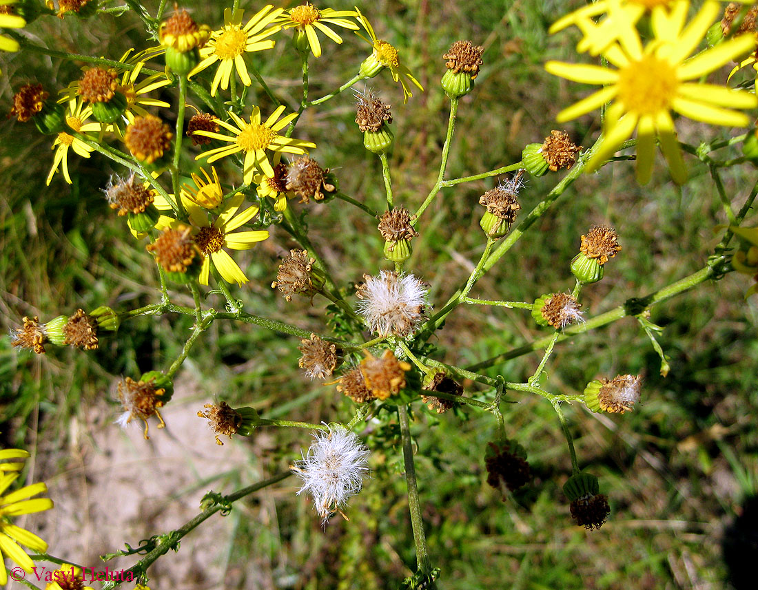 Изображение особи Senecio jacobaea.