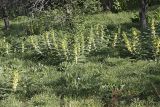 Astragalus sieversianus. Цветущие растения. Южный Казахстан, хр. Боролдайтау, ущ. Кокбулак. 24.04.2012.