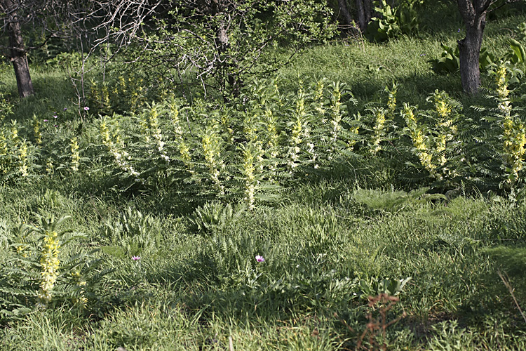 Image of Astragalus sieversianus specimen.