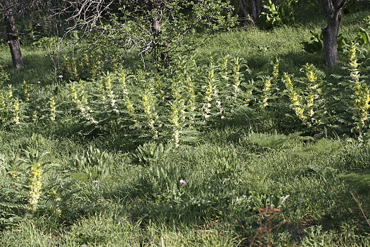 Изображение особи Astragalus sieversianus.