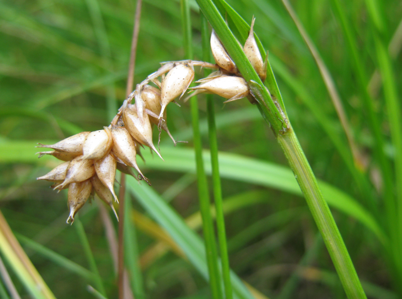 Изображение особи Carex vesicaria.