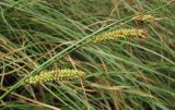 Carex rostrata