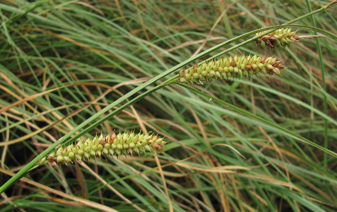 Image of Carex rostrata specimen.
