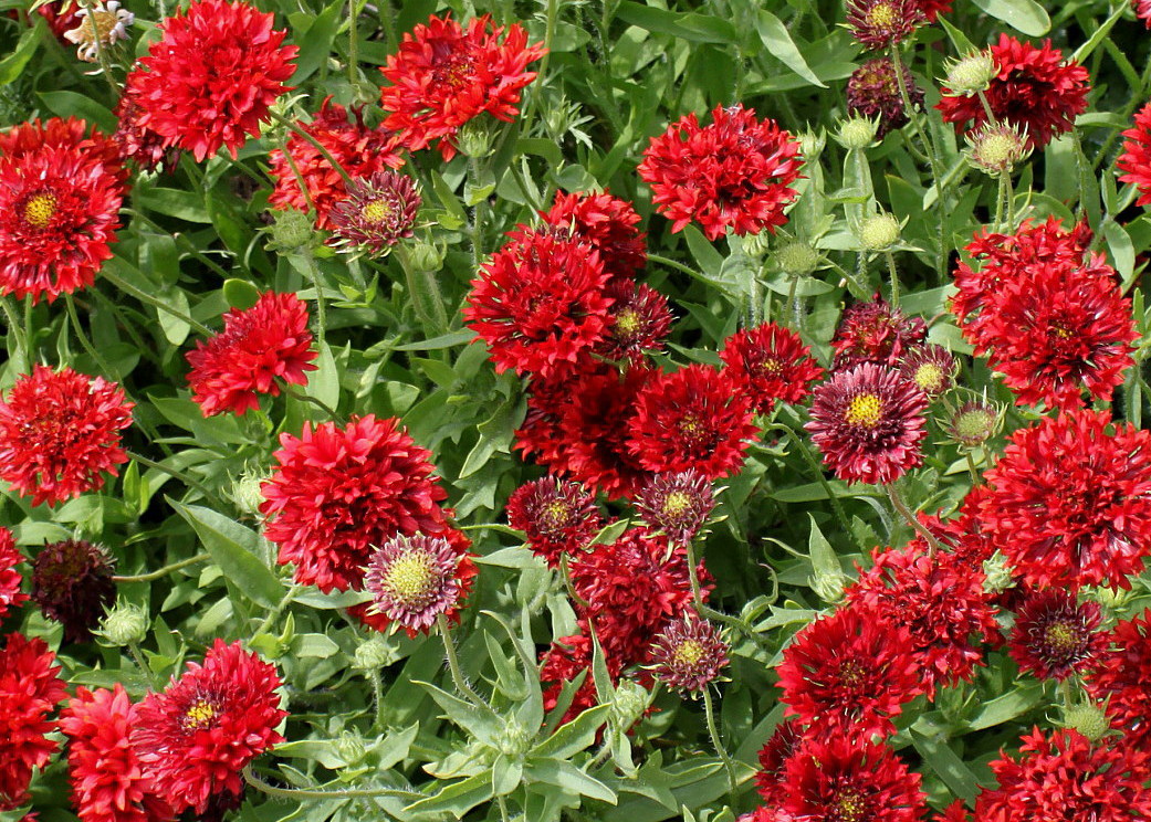 Image of Gaillardia pulchella specimen.