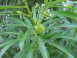 Thevetia peruviana. Ветка с незрелым плодом и бутонами. Израиль, Беэр-Шева, в культуре. 10.09.2012.