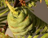 Metasequoia glyptostroboides. Молодая шишка. Германия, г. Кемпен, в парке. 09.09.2012.