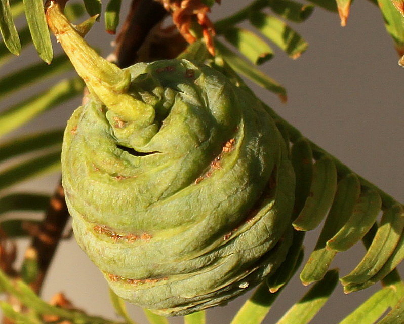 Image of Metasequoia glyptostroboides specimen.