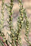 Bassia scoparia