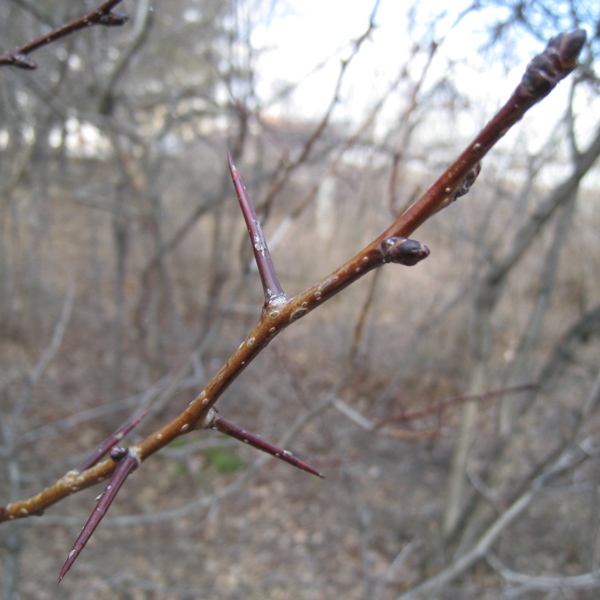 Изображение особи Crataegus sanguinea.