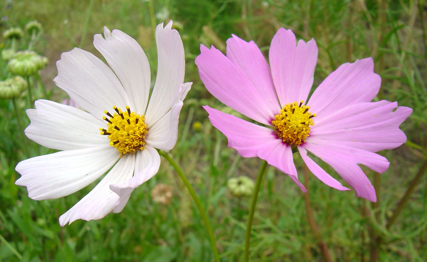 Изображение особи Cosmos bipinnatus.