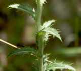 Carlina vulgaris