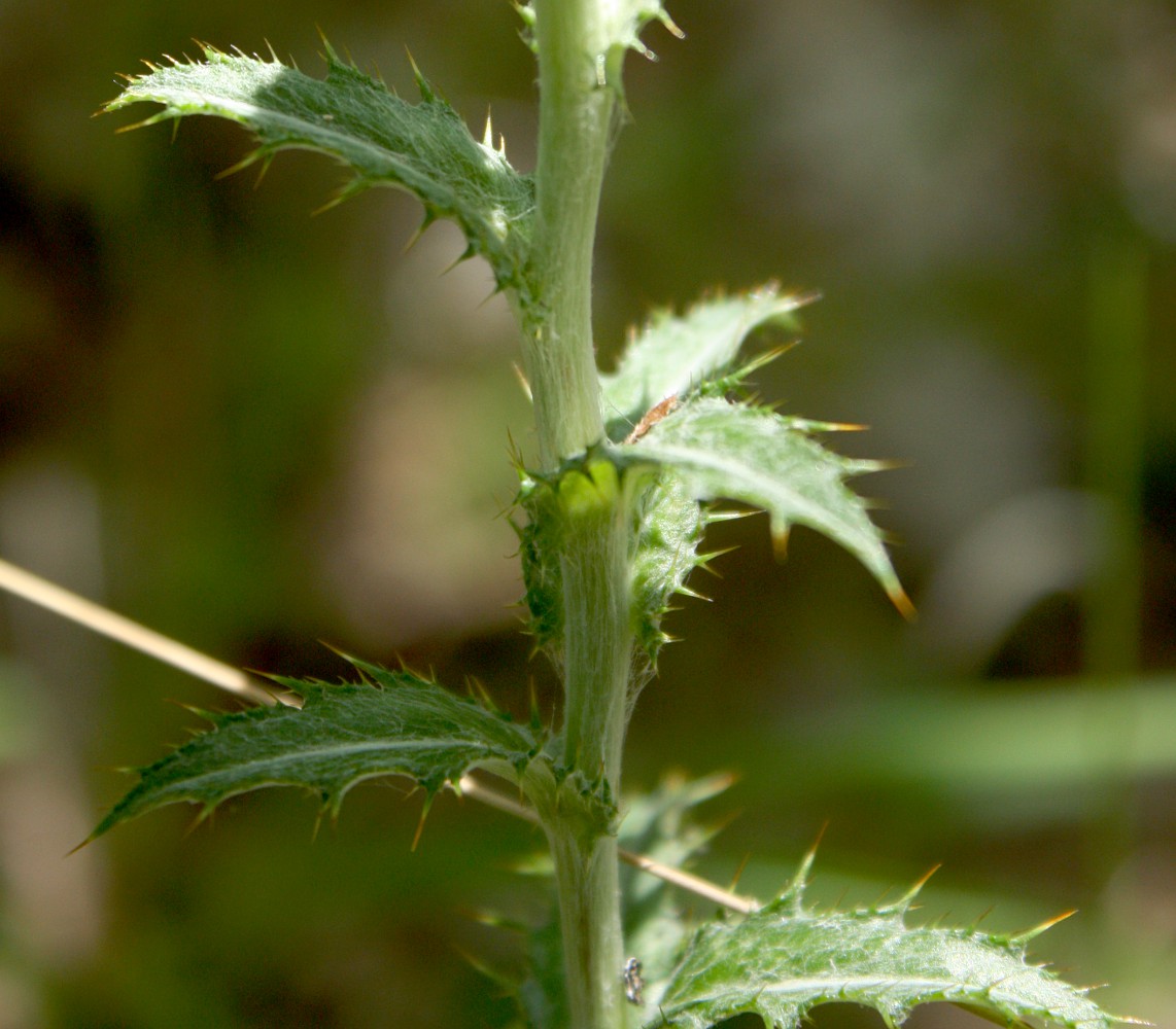 Image of Carlina vulgaris specimen.