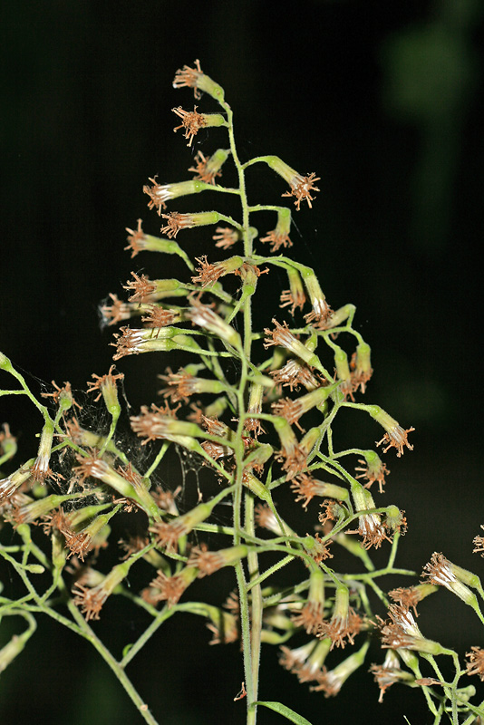 Image of Parasenecio hastatus specimen.