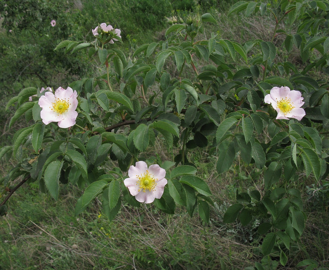 Изображение особи Rosa podolica.