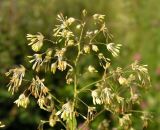 Thalictrum minus