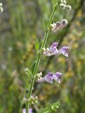 Scutellaria brevibracteata. Часть соцветия. Israel, Upper Galilee. Май 2006 г.